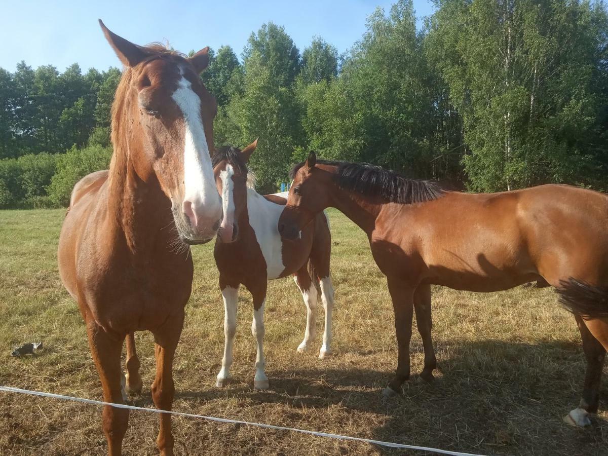 Dziki Zakatek Piskornia Dom Z Sauna Exteriér fotografie